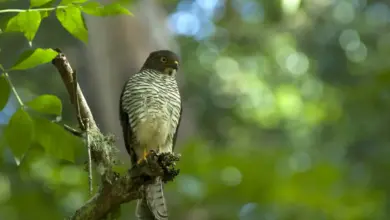 Madagascar Sparrowhawks on a Tree