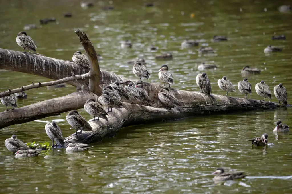 Madagascar Water Birds Photos 