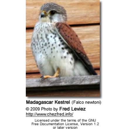 Madagascar Kestrel (Falco newtoni)