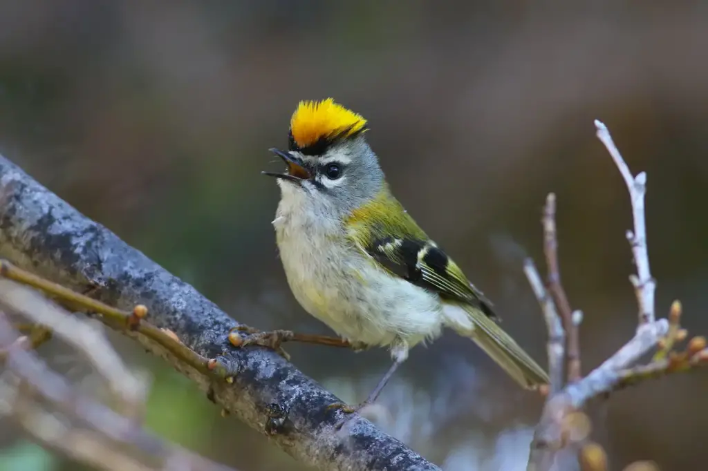 Madeira Firecrest Kinglets Perched on the Branch 