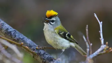 Madeira Firecrest Kinglets Perched on the Branch