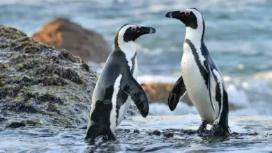 Two Magellanic Penguins In The Ocean