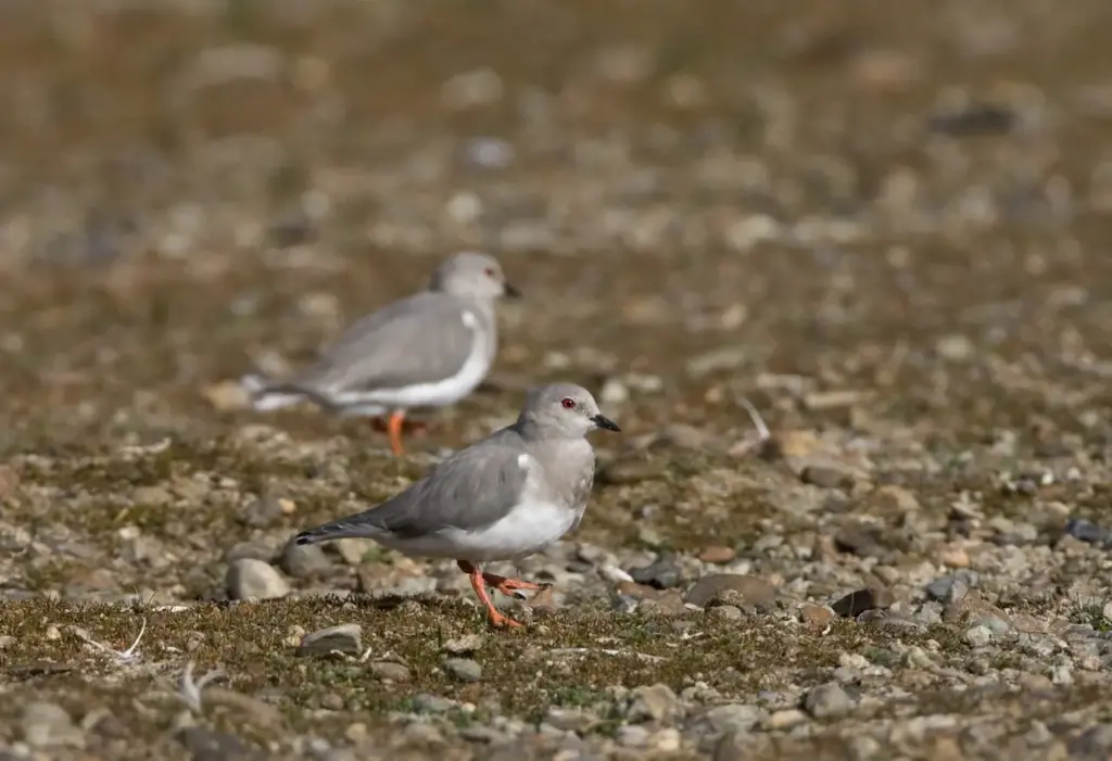 Two Magellanic Plovers Searching for Food