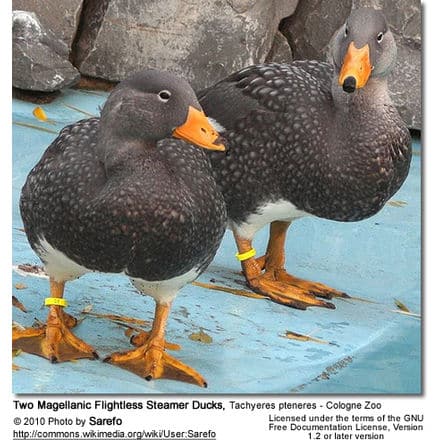 Two Magellanic Flightless Steamer Ducks Tachyeres pteneres in Cologne Zoo.