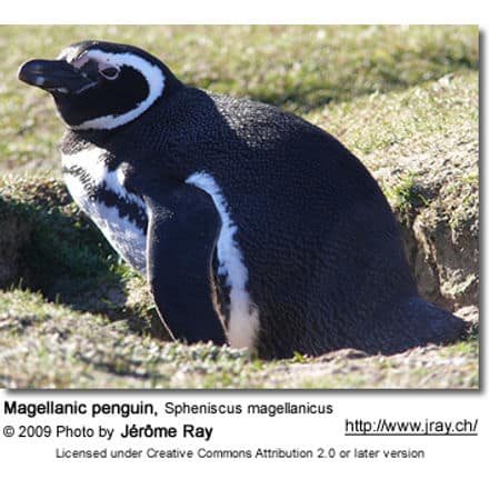Magellanic penguin, Spheniscus magellanicus