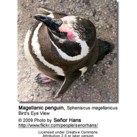 Magellanic penguin, Spheniscus magellanicus - Bird's eye view