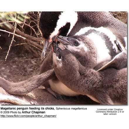 Magellanic penguin feeding its chicks, Spheniscus magellanicus