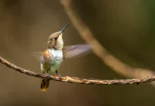 Magenta-throated Woodstars