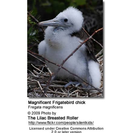 Magnificent Frigatebird chick in a nest, Galapagos Islands