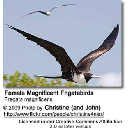 Female Magnificent Frigatebirds