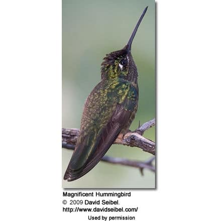 Magnificent Hummingbird - showing his long beak