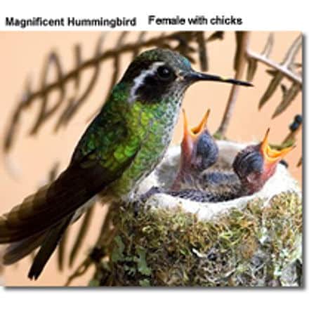 Female Magnificent Hummingbird with chicks