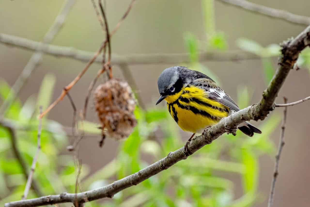 A small Magnolia Warbler bird sitting on a tree branch alone.