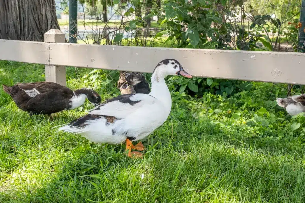 A Magpie Ducks Standing on Grass