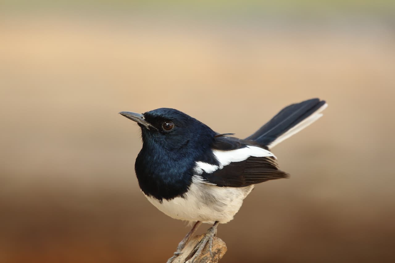 The Magpie Robin Is A Small Bird