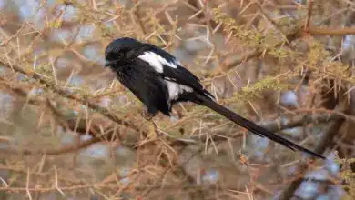 Magpie Shrikes Perched on a Tree Thorn