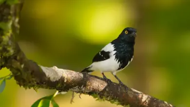 Magpie Tanagers Perched on Tree Branch