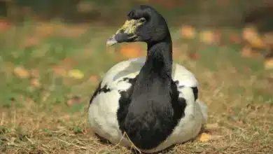 Magpie-goose Resting on the Ground