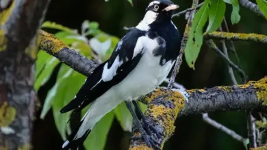 The Magpie-Larks Perched On A Branch