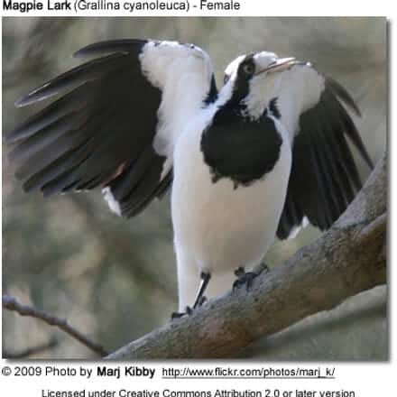 Magpie Lark Female