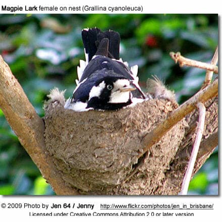 Magpie Lark female on nest