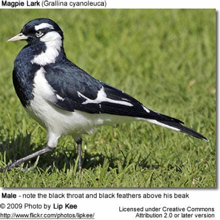 Male Magpie Lark