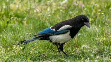 A Magpie Searching For Seeds In The Grass.