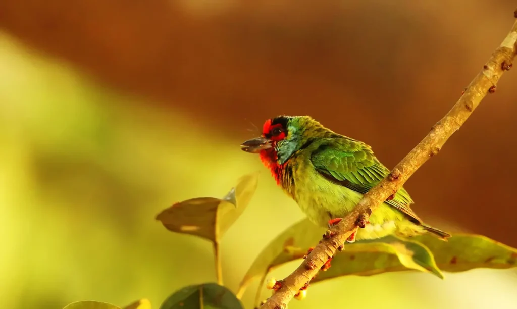 Malabar Barbet 