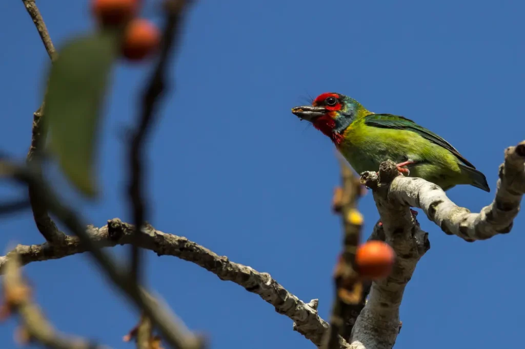 Malabar Barbets Image 