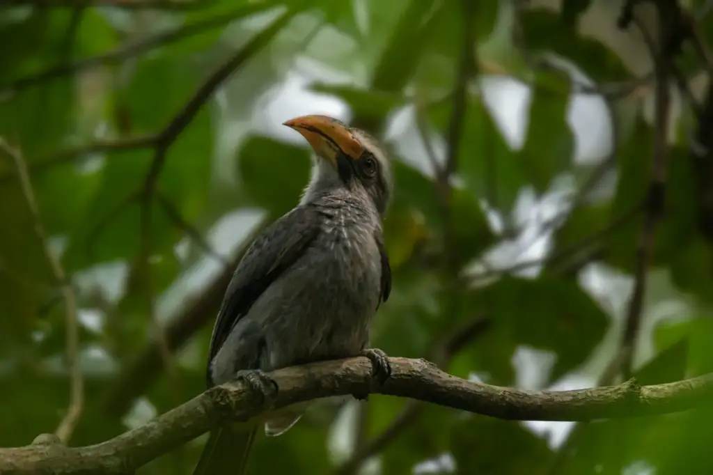Malabar Grey Hornbill on a Branch