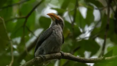 Malabar Grey Hornbill on a Branch