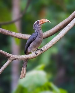 Malabar Grey Hornbill On Branch
