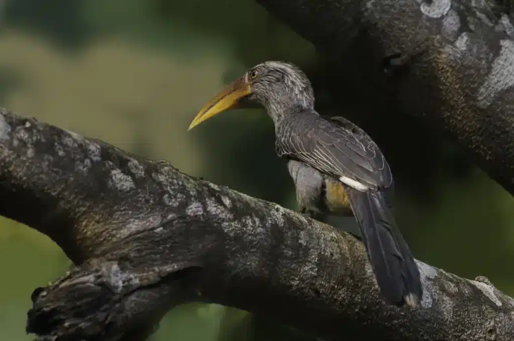 Malabar Grey Hornbill on a Tree
