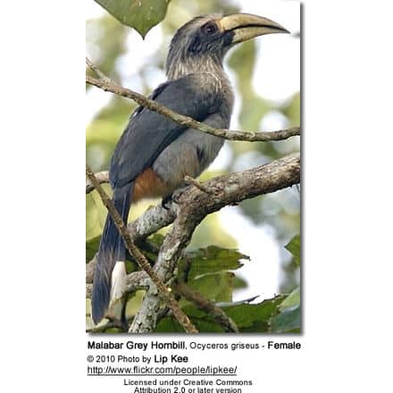 Malabar Grey Hornbill, Ocyceros griseus - Female