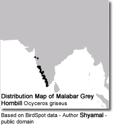 Distribution Map of Malabar Grey Hornbill Ocyceros griseus