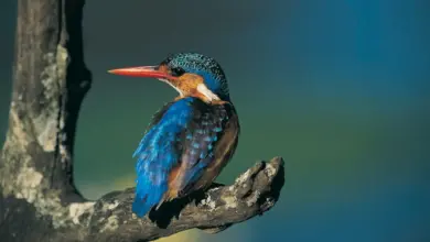 The Malachite Kingfisher Perching On The Tree Branch