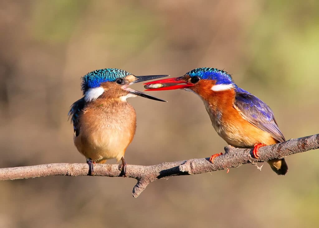 Malachite Kingfishers Eating a Fish