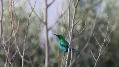 The Malachite Sunbirds Perched In A Thorn