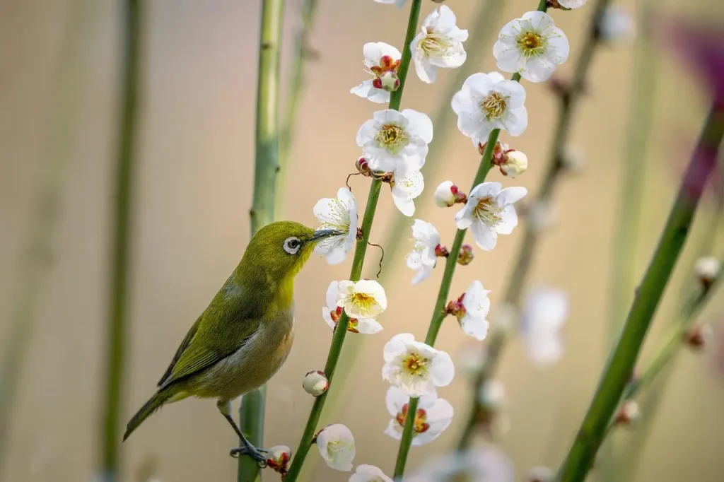 Malaita White-Eyes (Zosterops stresemanni)