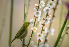 Malaita White-Eyes (Zosterops stresemanni)