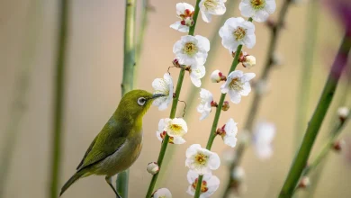 Malaita White-Eyes (Zosterops stresemanni)