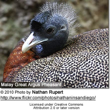 Malay Great Argus Pheasant