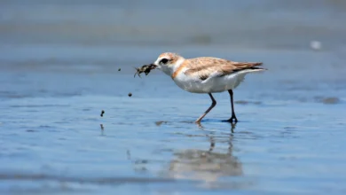Malaysian Plovers