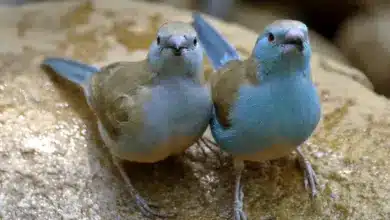 Male And Female Blue Waxbills (Uraeginthus angolensis) On A Rock