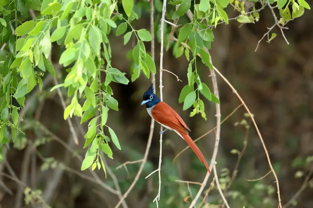 A Male Asian Paradise Flycatchers Perched On A Branch