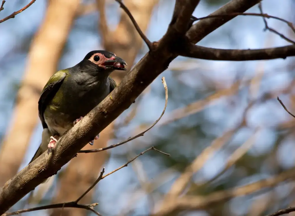 Male Australasian Figbird  on a Branch 