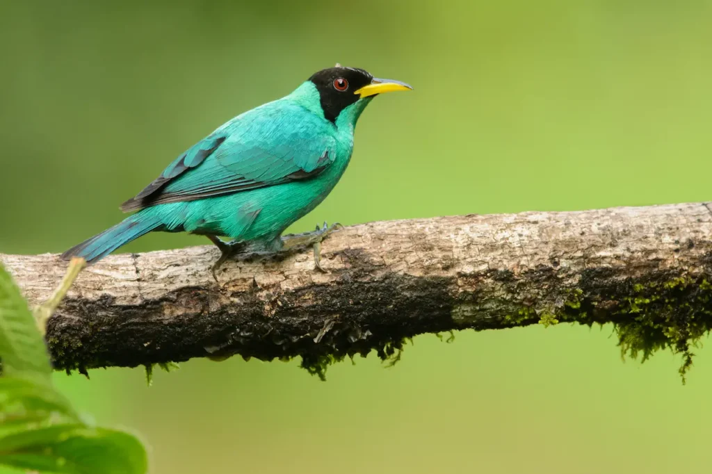 Male Green Honeycreepers 