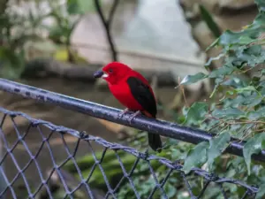 Male Scarlet Tanagers With Brilliant Red Plumage