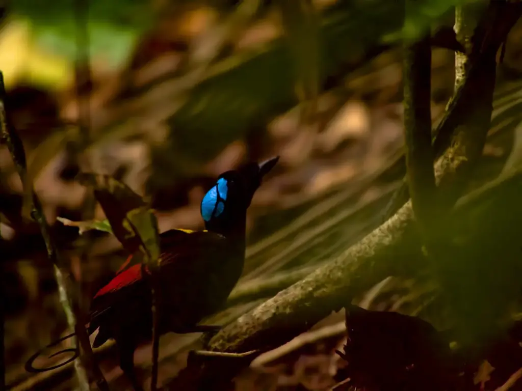 Male Wilson`s Bird-of-paradise In West Papua