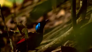 Male Wilson`s Bird-of-paradise In West Papua